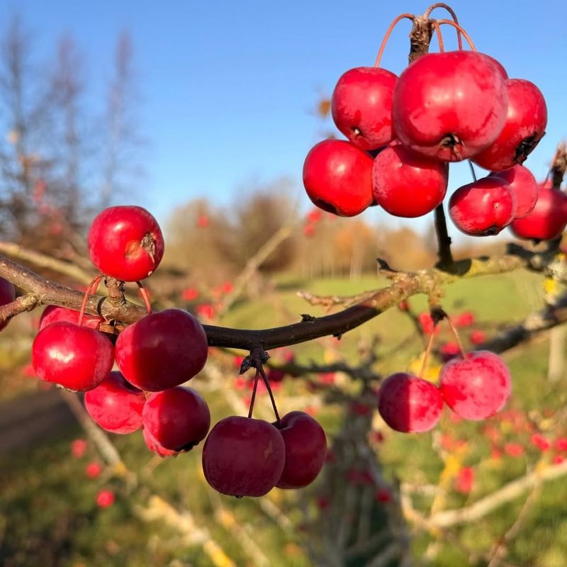 Calculate Mature Size and Available Space