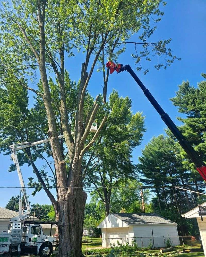Trimming Limbs Versus Removing The Entire Tree