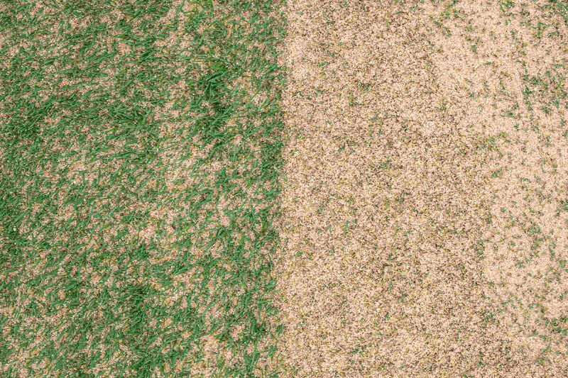 Improves Water Absorption In Sandy Florida Soil