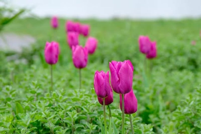 Protects Bulbs During Winter Storage