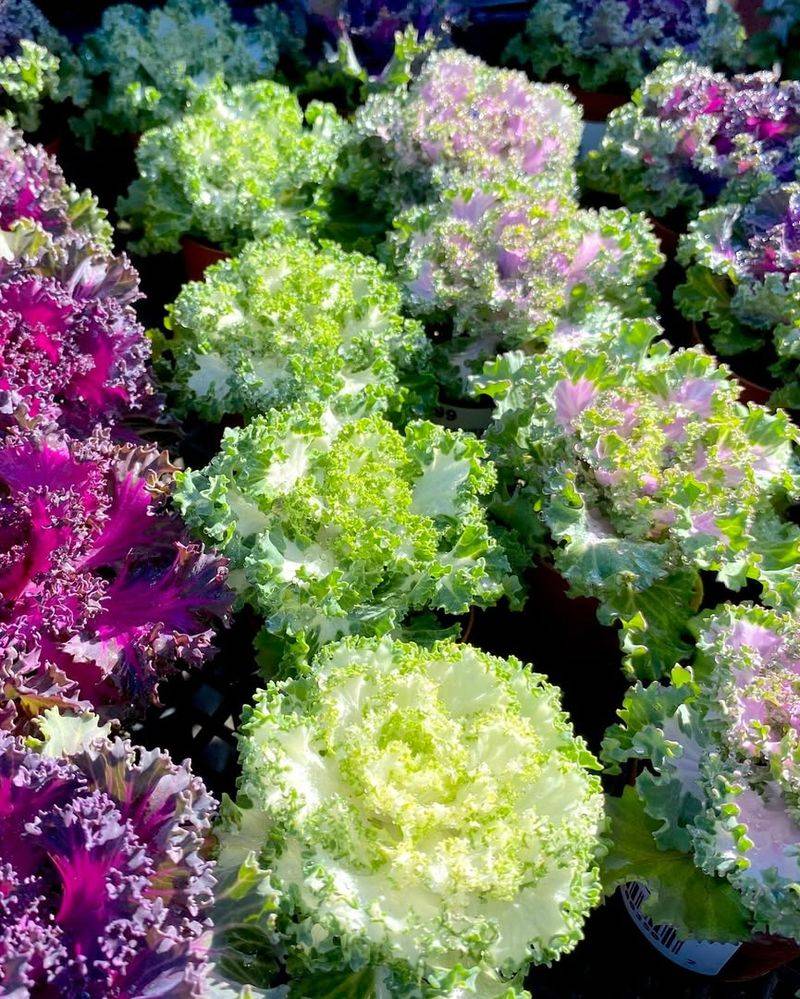 Ornamental Kale And Cabbage
