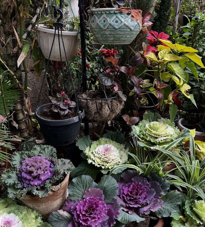 Ornamental Kale and Cabbage Provide Unique Textural Beauty
