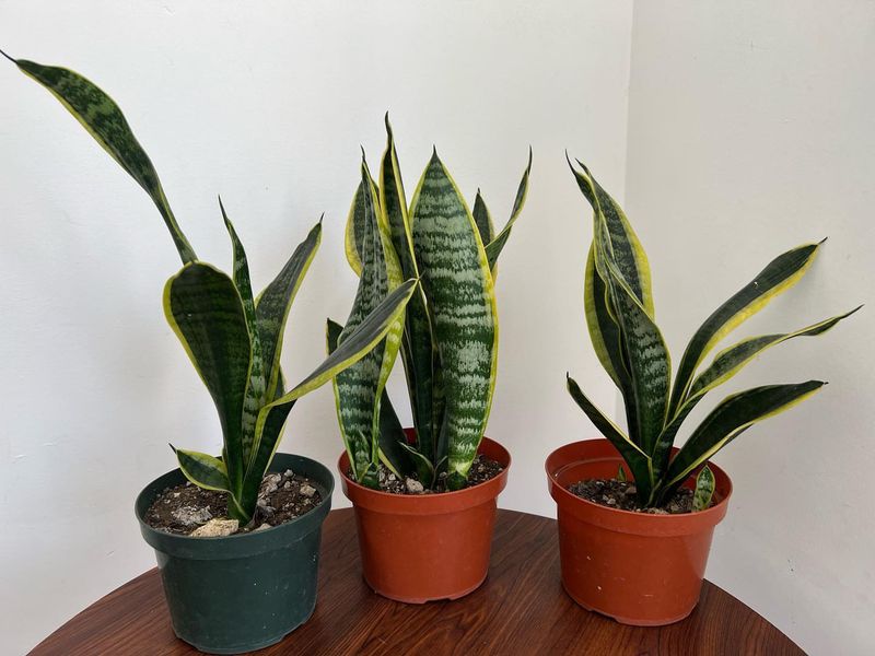 Snake Plant (Dracaena Trifasciata)