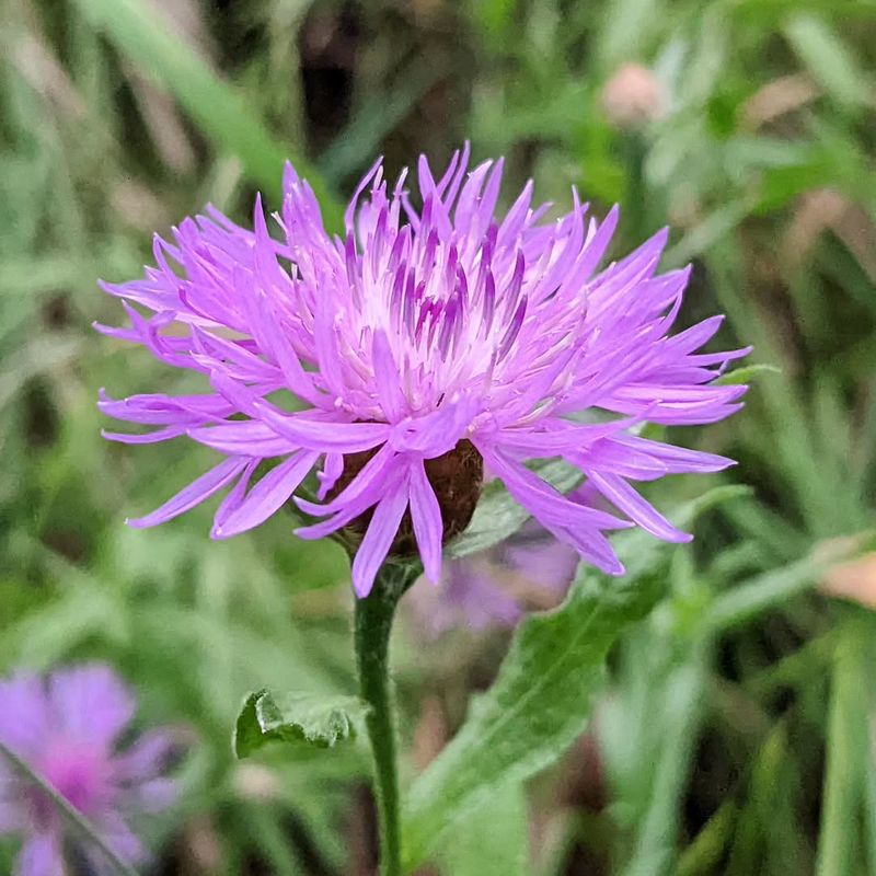 Spotted Knapweed (Centaurea Stoebe)
