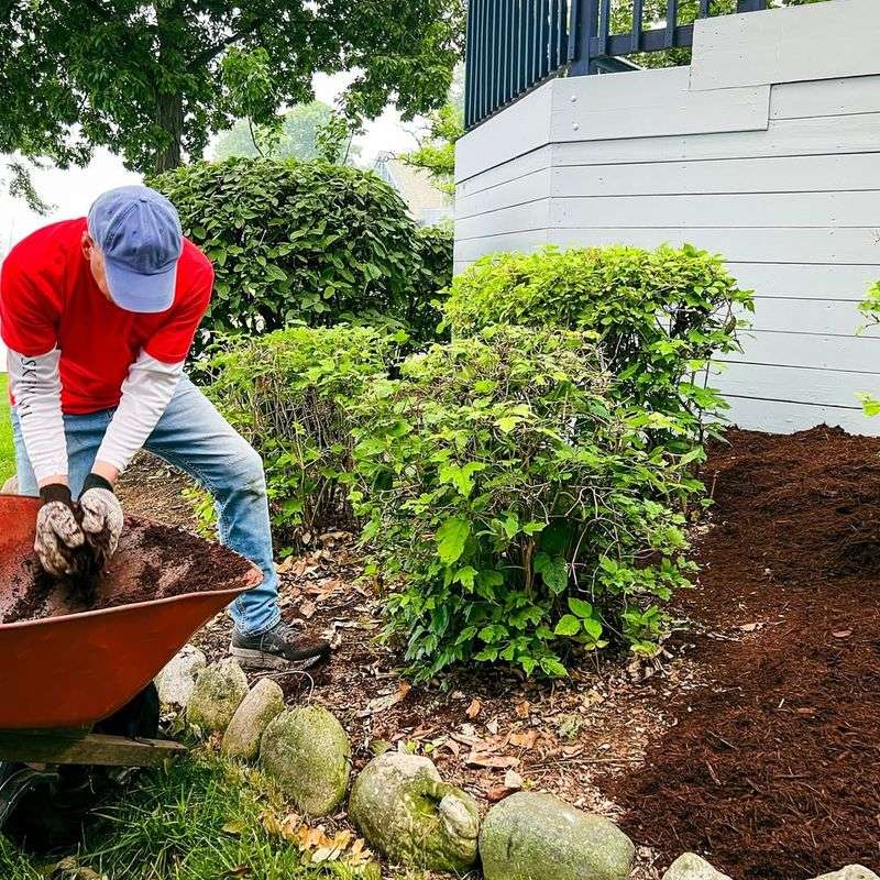 Apply Thick Mulch Layers Around Borderline Hardy Plants