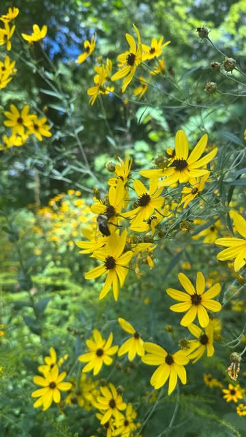 Invasive Plants Listed For Control Or Removal