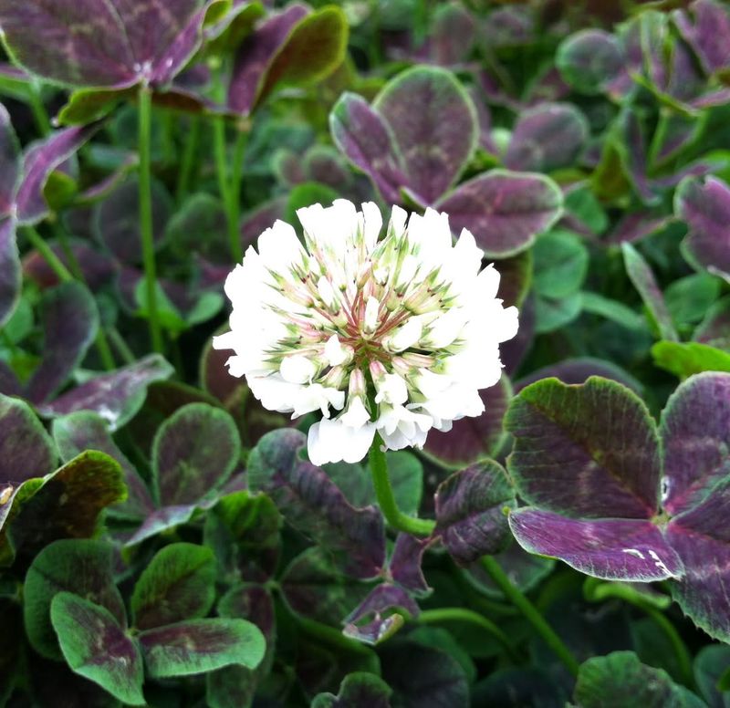 White Clover (Trifolium Repens)