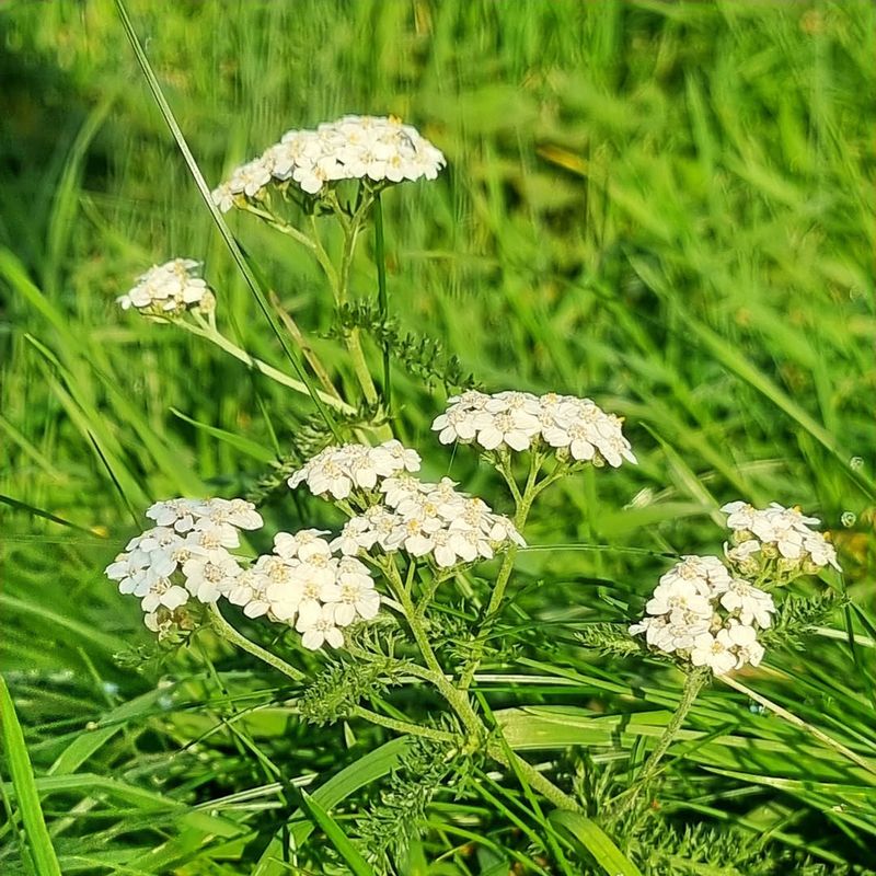 Yarrow