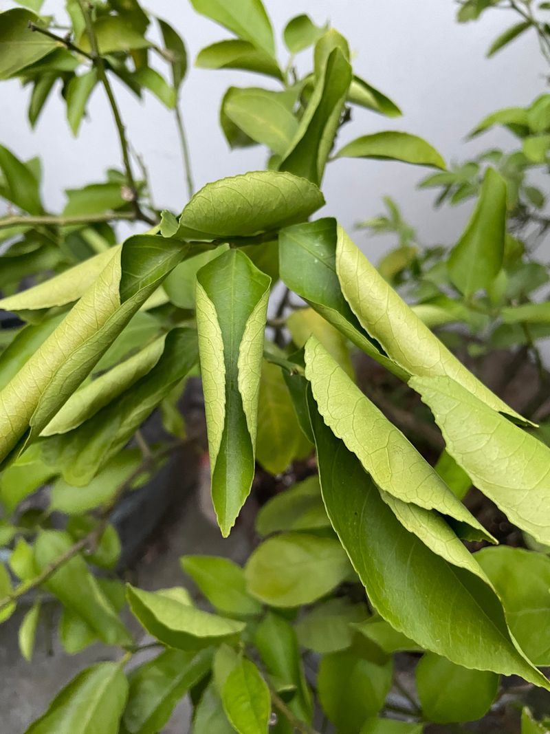 Curled Or Twisted Leaf Edges
