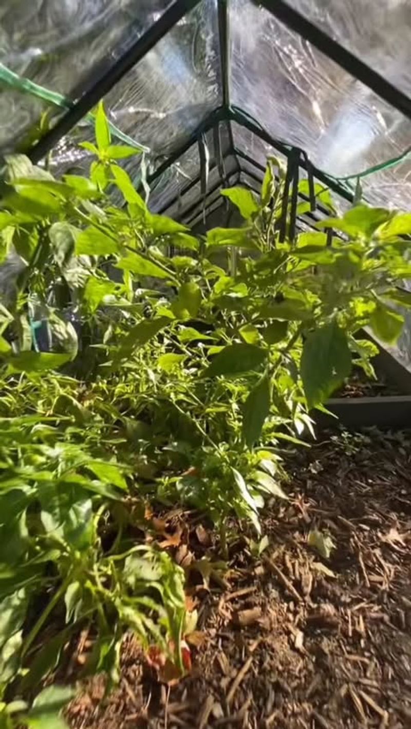 Delay Pruning Until Spring