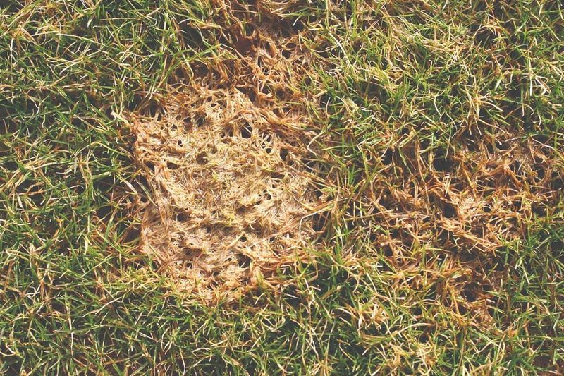 Prepare Grass For Spring Fertilization