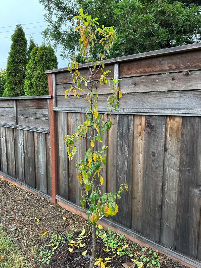 Premature Growth Signals Confuse The Tree