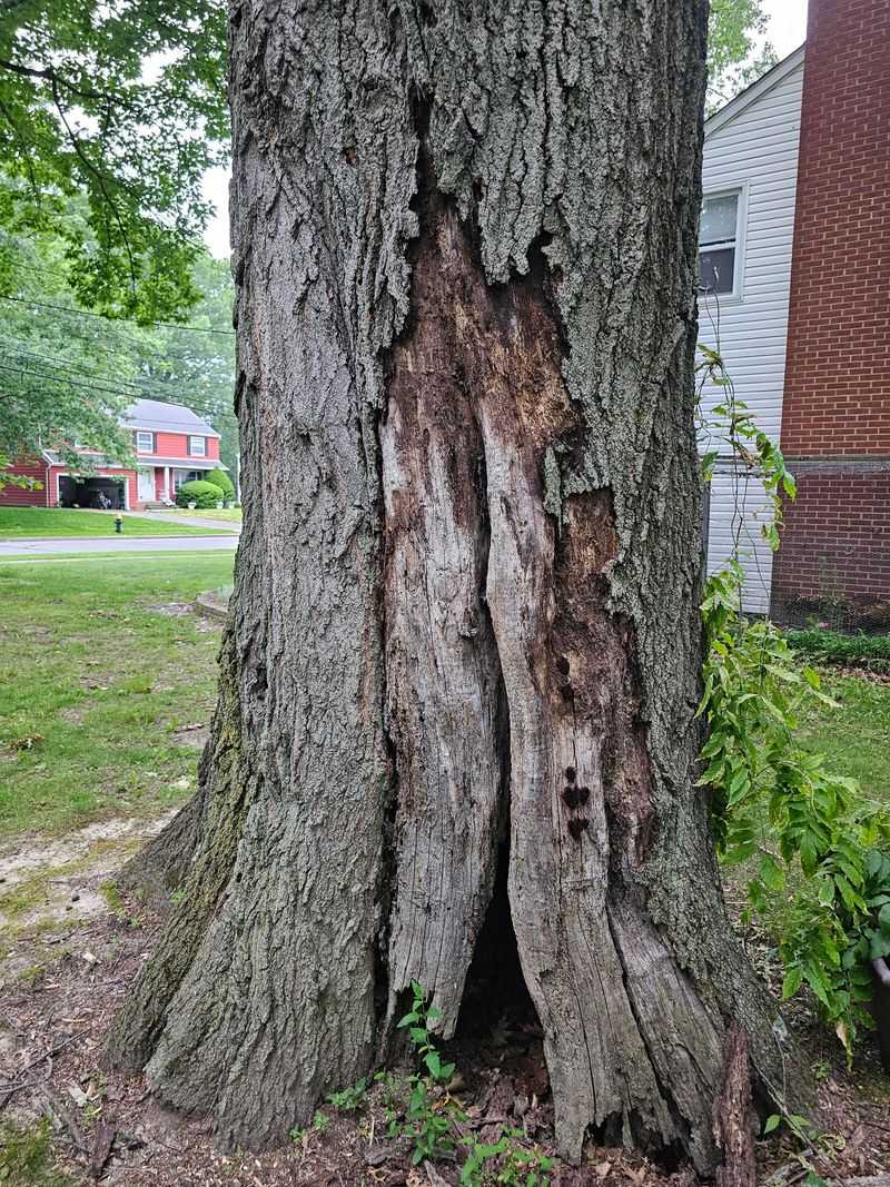 Unsafe Trees