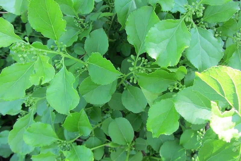 Trimmed Material Belongs To The Plant Owner