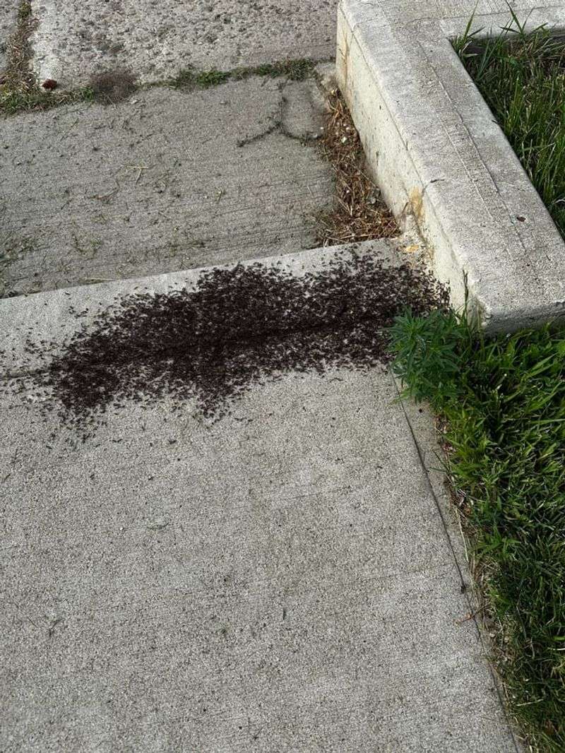 Deterring Ants From Creating Colonies Near Entrances