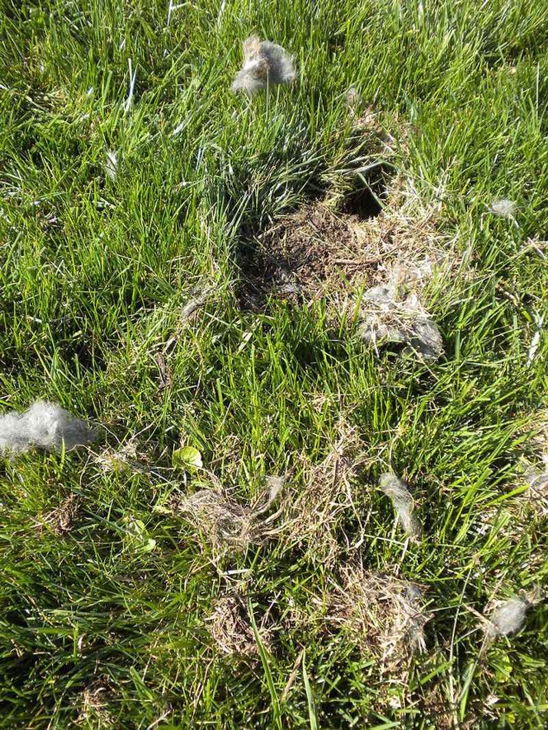 Dug-Up Holes In Lawn Or Garden Beds