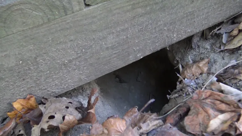 Scratching Or Digging Marks On Wooden Structures