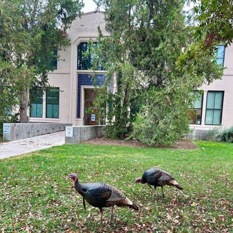 Pecked-At Grass And Clover Patches