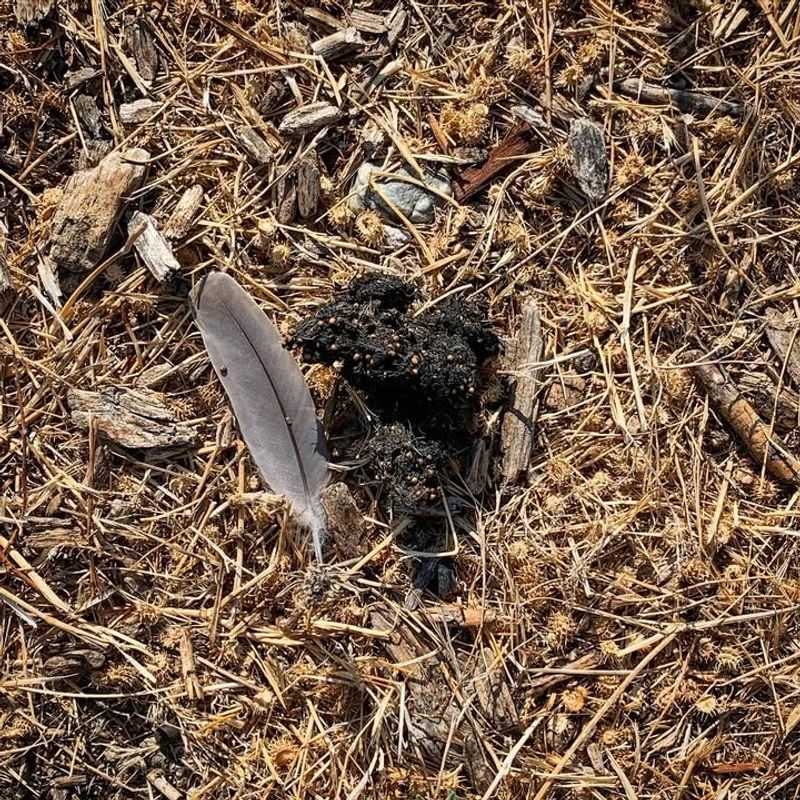 Scat Left Along Walking Paths