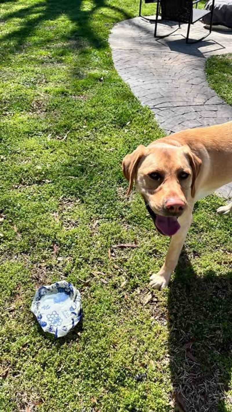 Missing Or Disturbed Pet Food Bowls