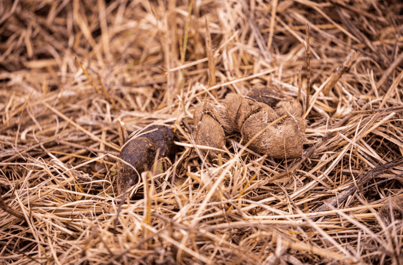 Unusual Droppings In Your Yard