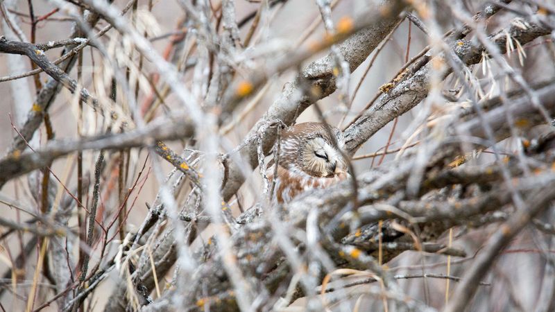 Alarmed And Agitated Songbirds During Daylight Hours
