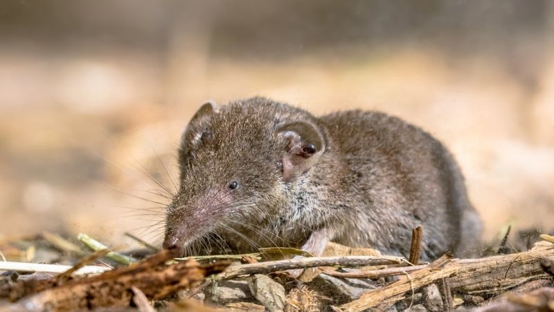 Their Role in Pest Control