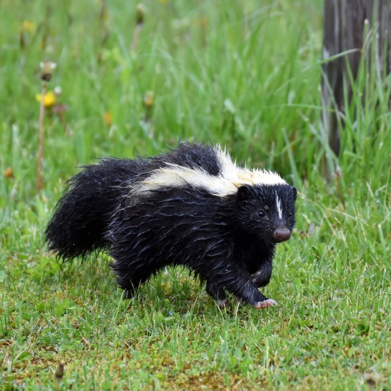 Nocturnal Sounds Like Scratching Or Shuffling Noises