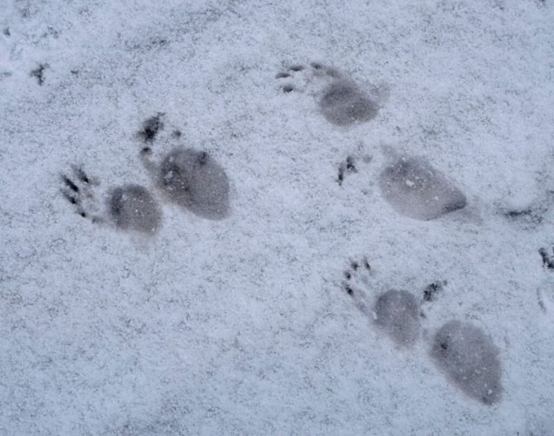 Tracks With Five Toes And Visible Claw Marks