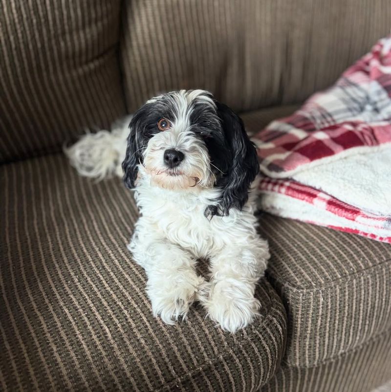 Pets Acting Nervous Or Refusing To Go Outside