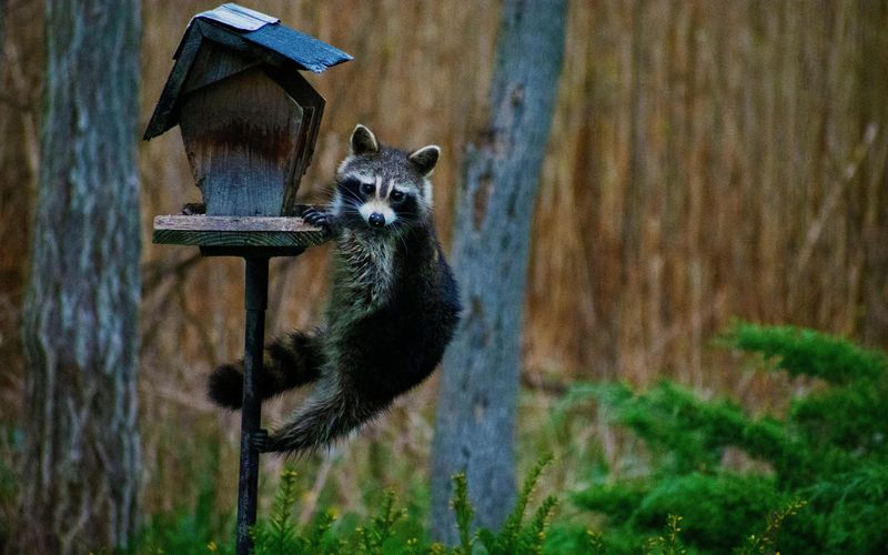 Empty Or Destroyed Bird Feeders