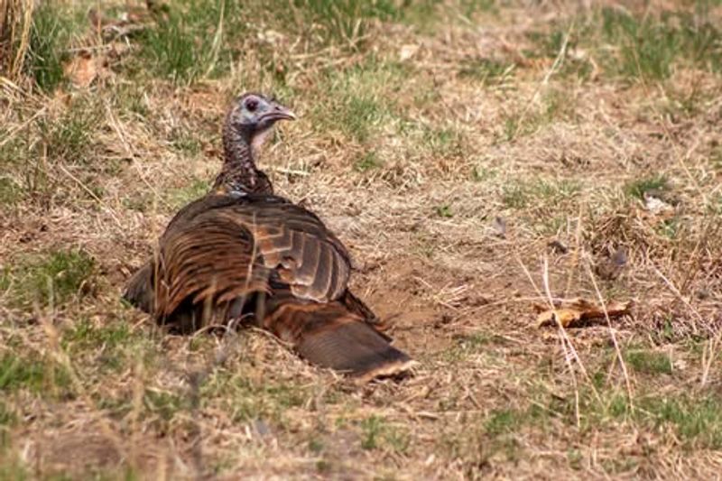 Dust Bowl Depressions In Dry Soil