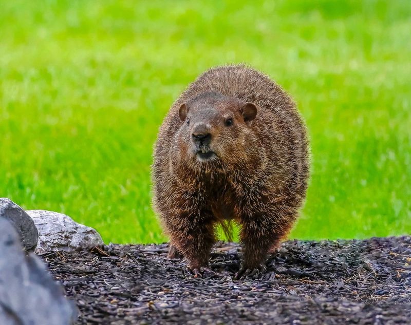 Daytime Sightings Of The Animal Itself