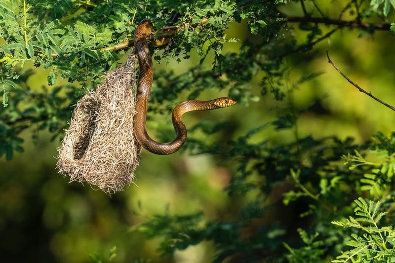Bird Nests Raided At Ground Level
