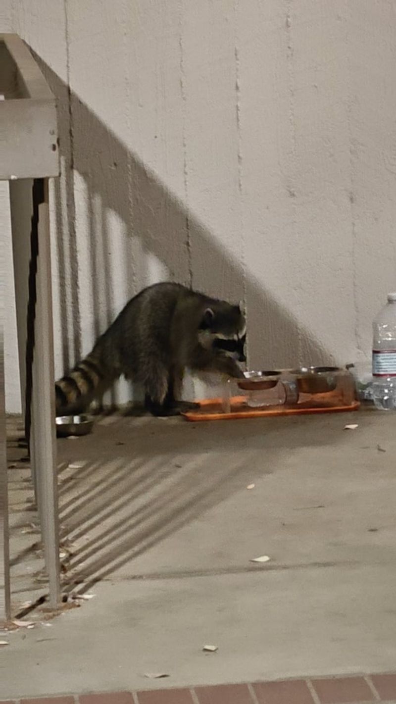 Empty or Knocked Over Pet Food Bowls