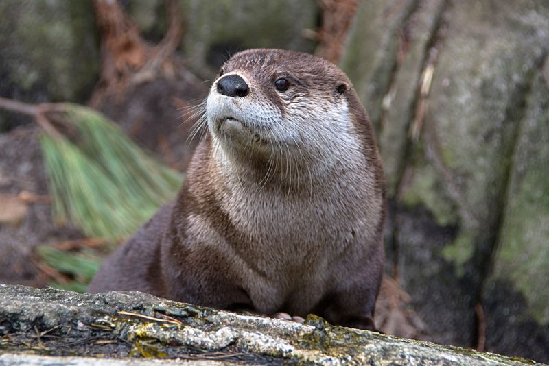 Bent Or Broken Reeds And Cattails