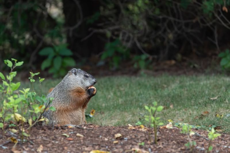 Gnawed Wood On Decks And Outdoor Structures