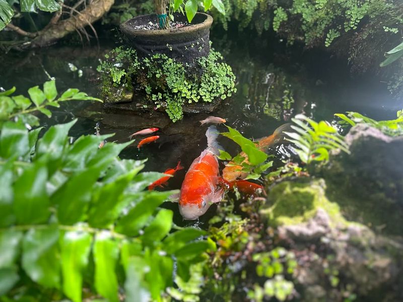 Missing Koi Or Pond Fish Overnight