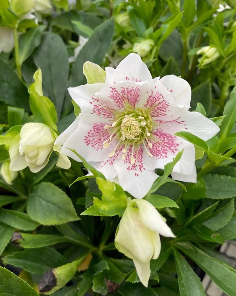 Select Cold-Hardy Varieties Suited to Your Region