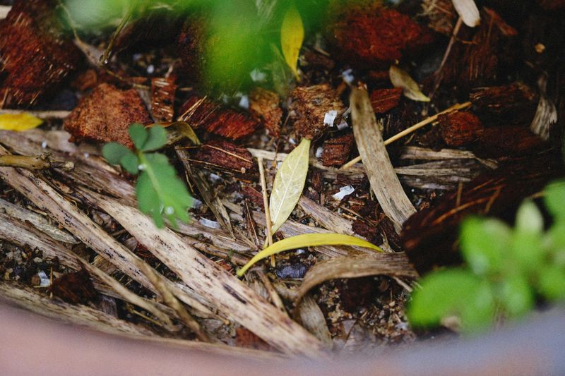 Use Fallen Leaves As Free Mulch And Soil Amendment