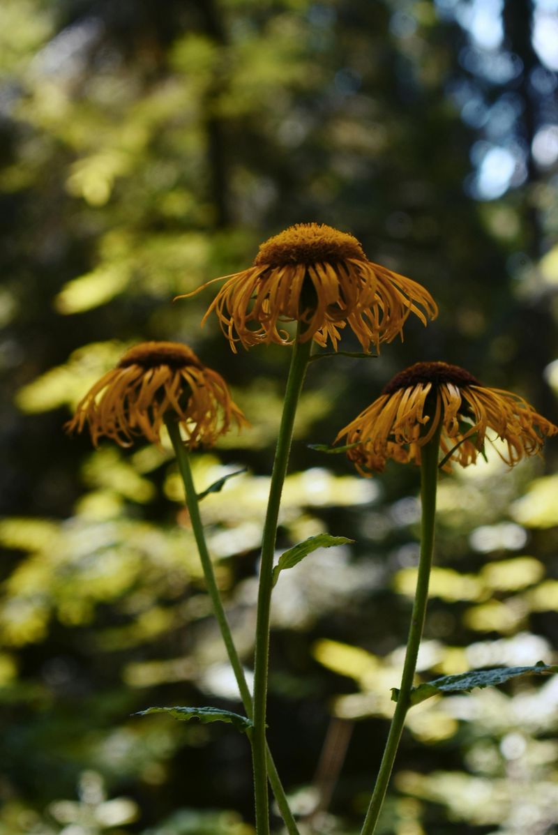 Fertilize With Slow-Release Nutrients