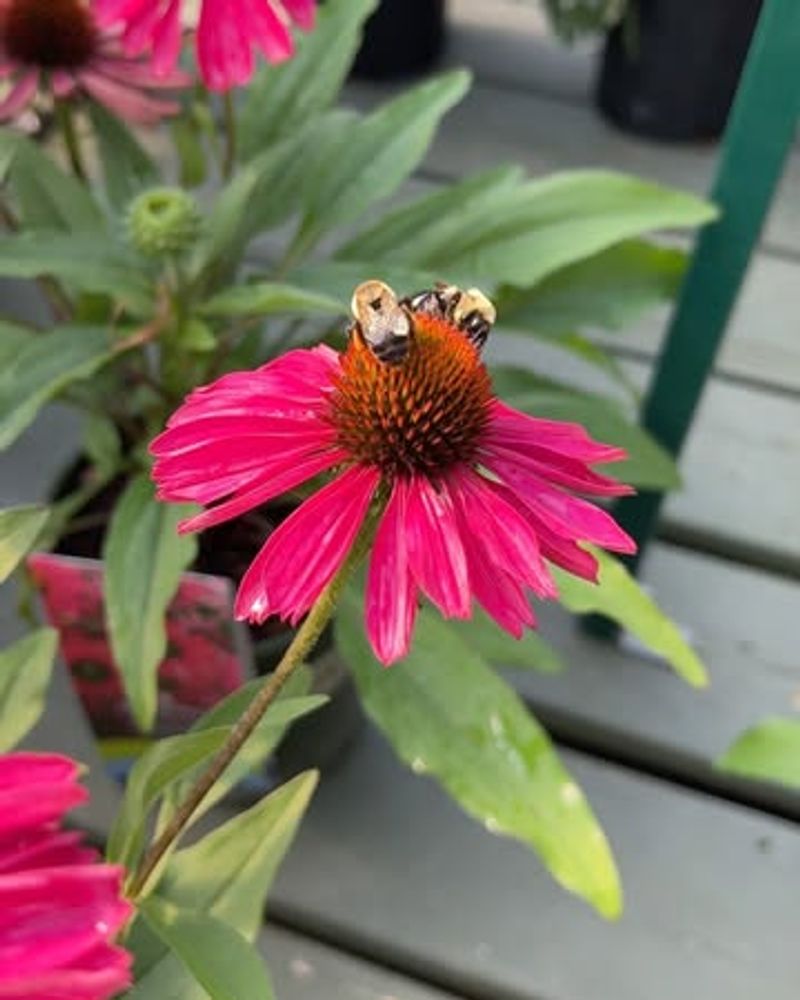 Protect Plants from Pests and Diseases