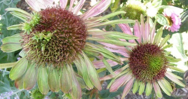 Check For And Remove Diseased Foliage