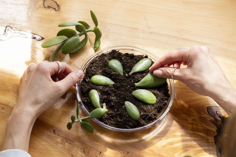 Leaf Cuttings For Succulents And Special Varieties