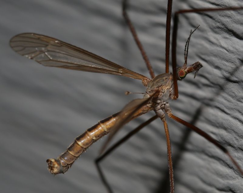What Actually Causes Crane Fly Population Spikes