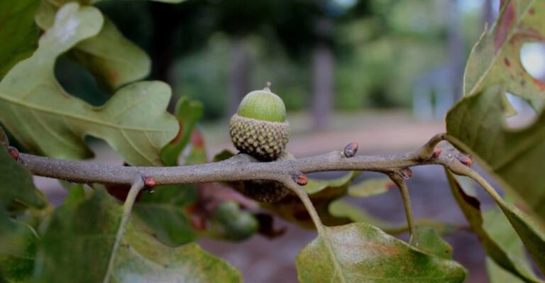 acorn on oak tree