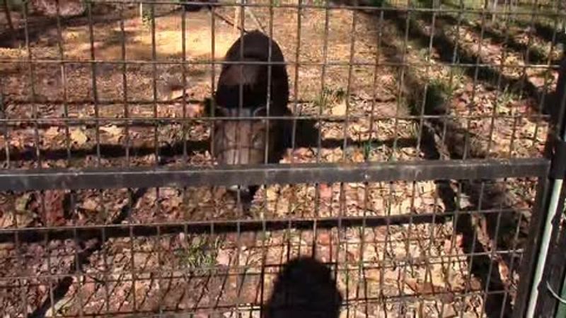 Never Attempt To Feed, Trap, Or Corner A Hog Unless You Are A Trained, Licensed Professional