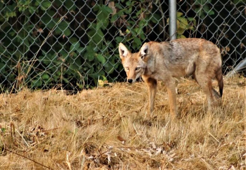 Do NOT Assume A Daytime Coyote Is Rabid Or Dangerous