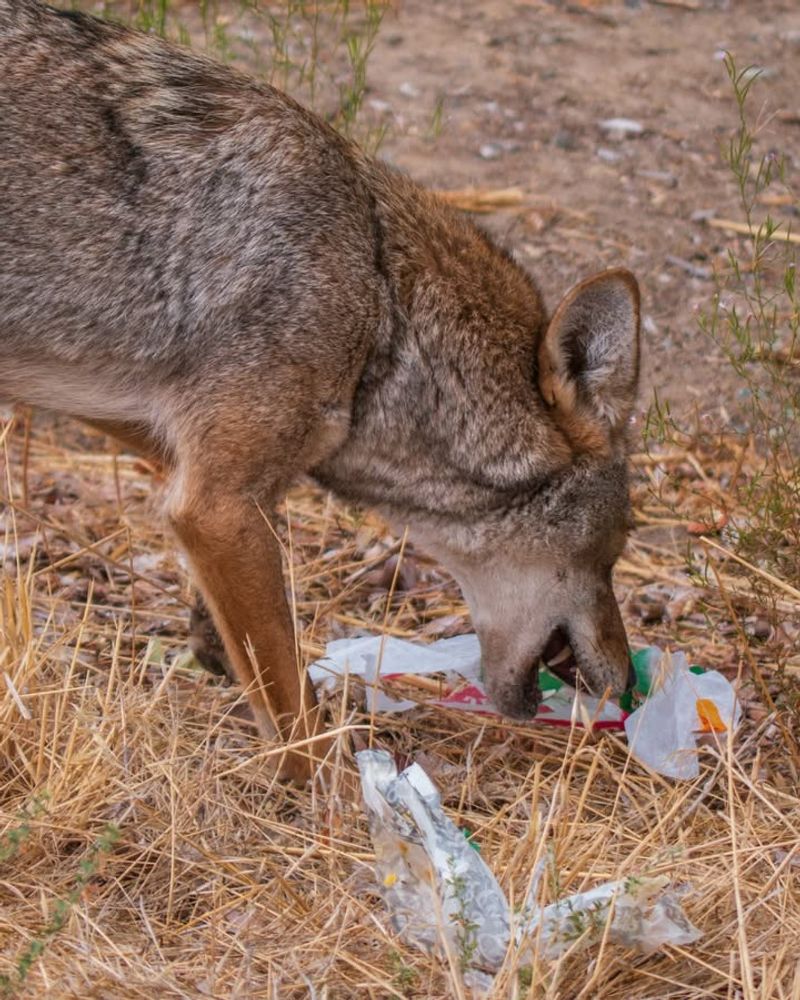 Never Feed A Coyote Or Leave Food Out Intentionally