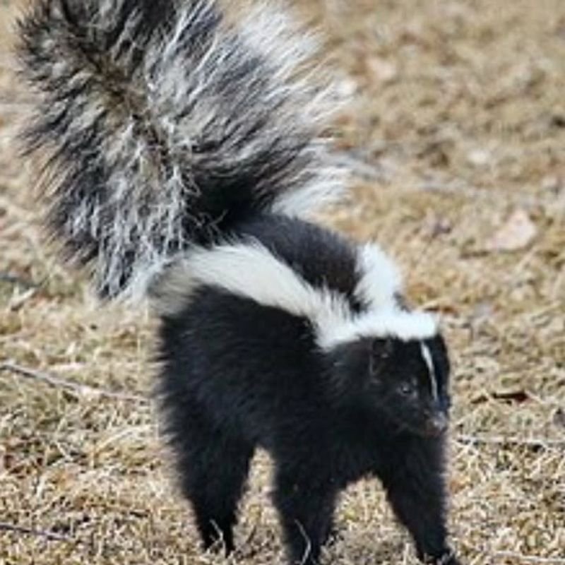 Do Not Use Harmful Chemicals Or Poisons